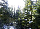 whistler_48.jpg (61486 bytes)